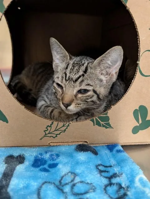 A baby small-sized male Domestic Short Hair cat named Marbles for adoption in Olivette, MO