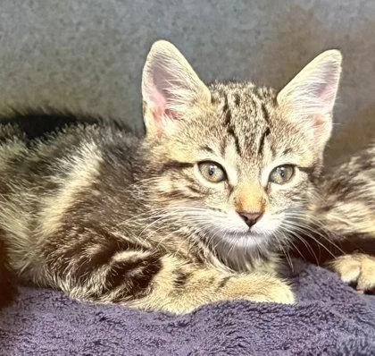 A baby small-sized female Domestic Short Hair cat named Kookie for adoption in Washington, DC