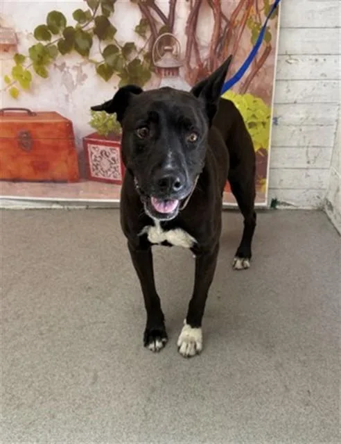 A senior small-sized female Labrador Retriever dog named Sandy for adoption in San Bernardino, CA