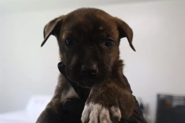 A baby small-sized male Mixed Breed dog named Tex for adoption in Columbia, SC