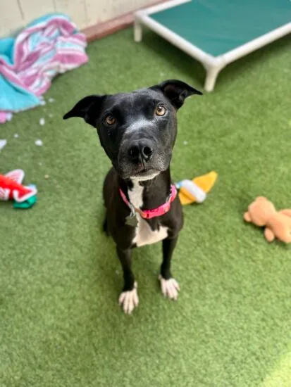 Oatmeal Molasses thumbnail 2