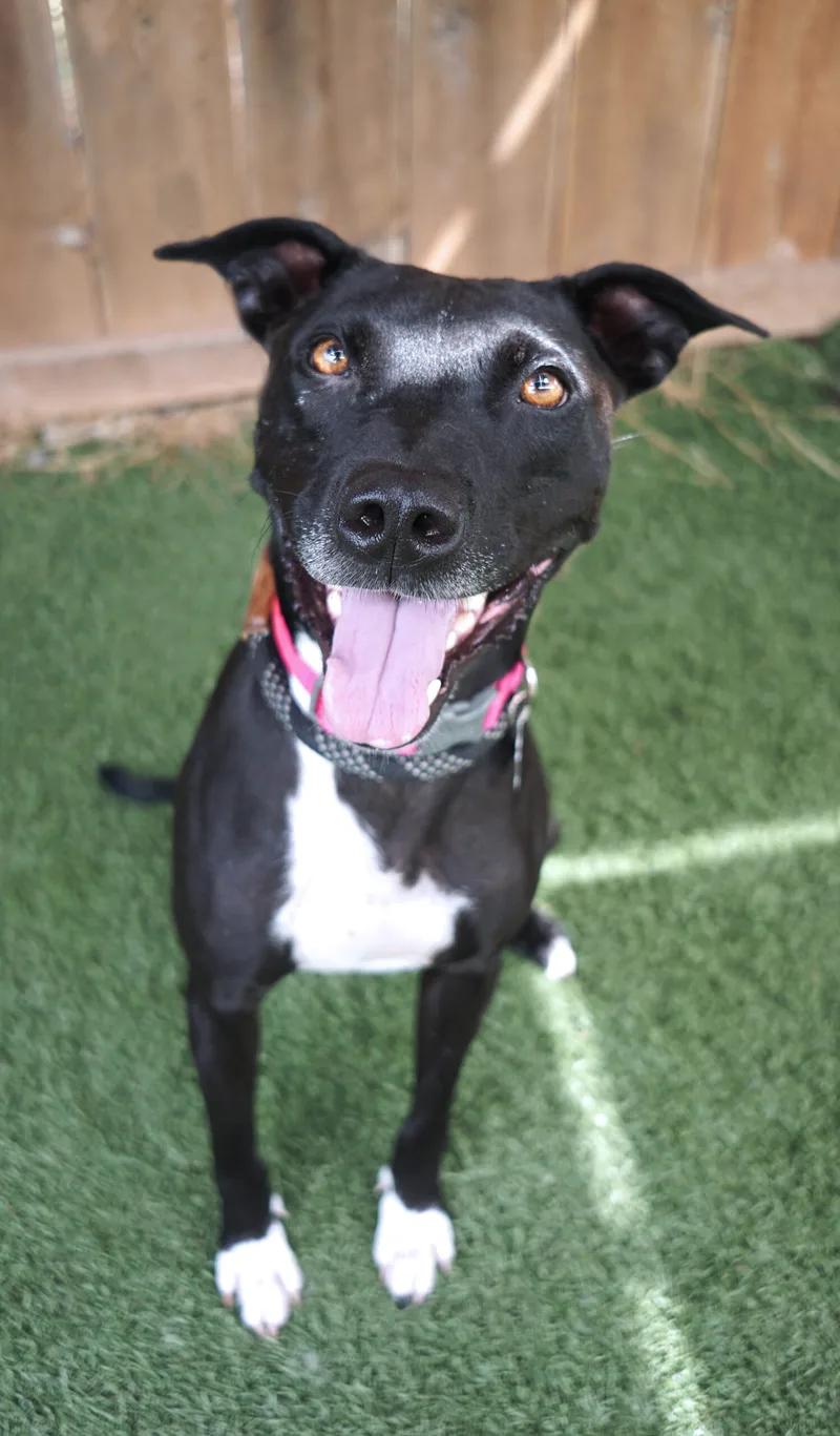 Oatmeal Molasses thumbnail 3