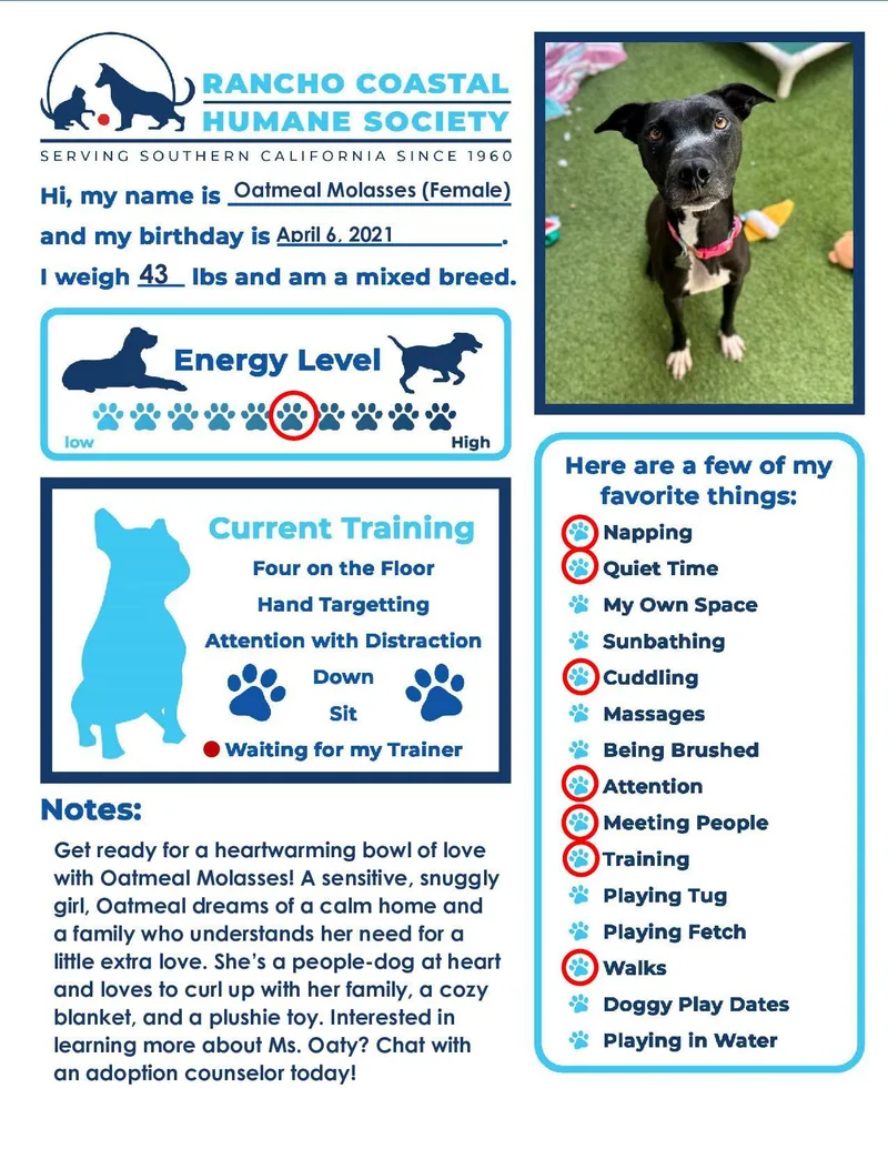 Oatmeal Molasses thumbnail 4