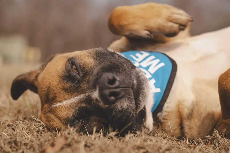 Hercules! thumbnail 2