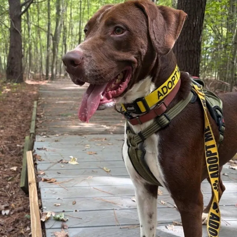 An adult medium-sized male Brown / Chocolate German Shorthaired Pointer dog named Jaeger for adoption in Griswold, CT