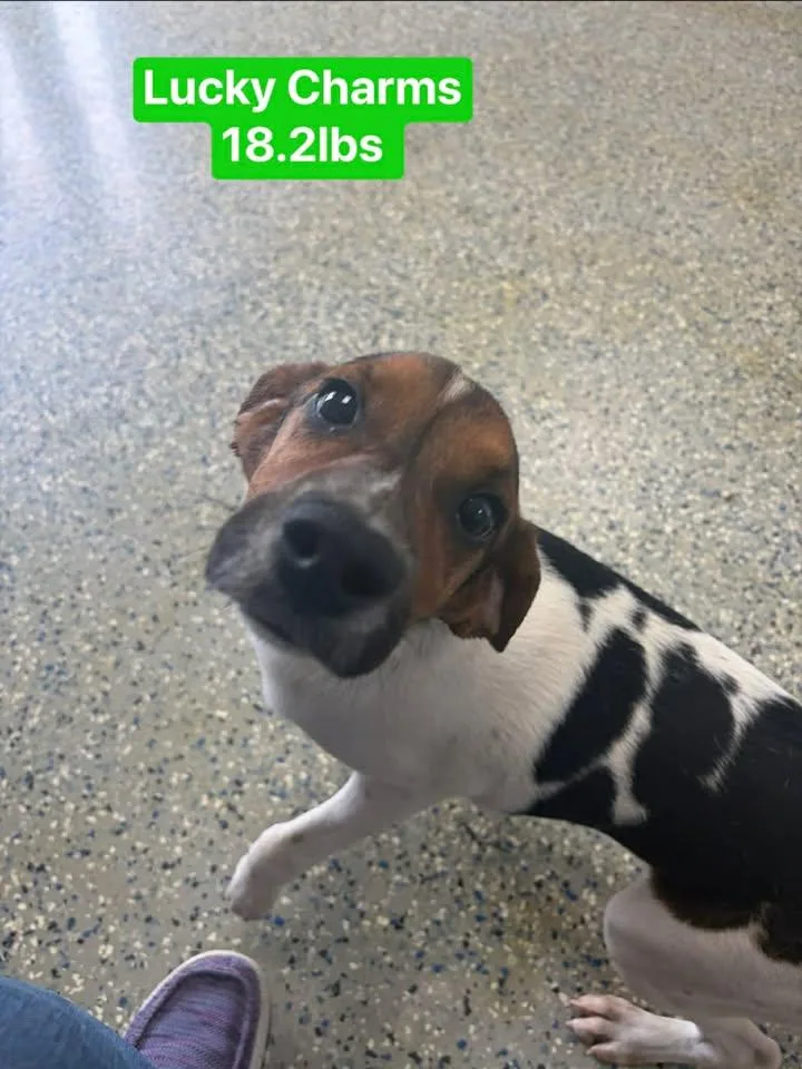 An adult small-sized male Beagle dog named The Cereal Isle boys for adoption in Brownstown, IN
