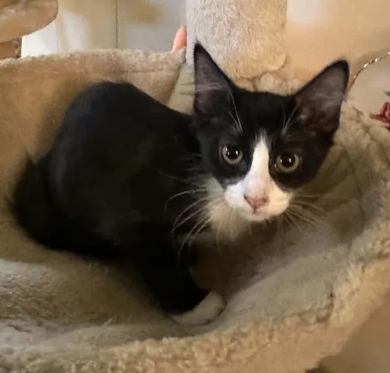 A baby medium-sized female Black & White / Tuxedo Domestic Medium Hair cat named Sophie for adoption in Waxahachie, TX