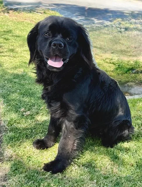 An adult medium-sized male Clumber Spaniel dog named Ricky for adoption in Redlands, CA