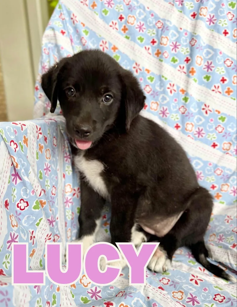 A baby large-sized female Great Pyrenees dog named Lucy for adoption in Shalimar, FL