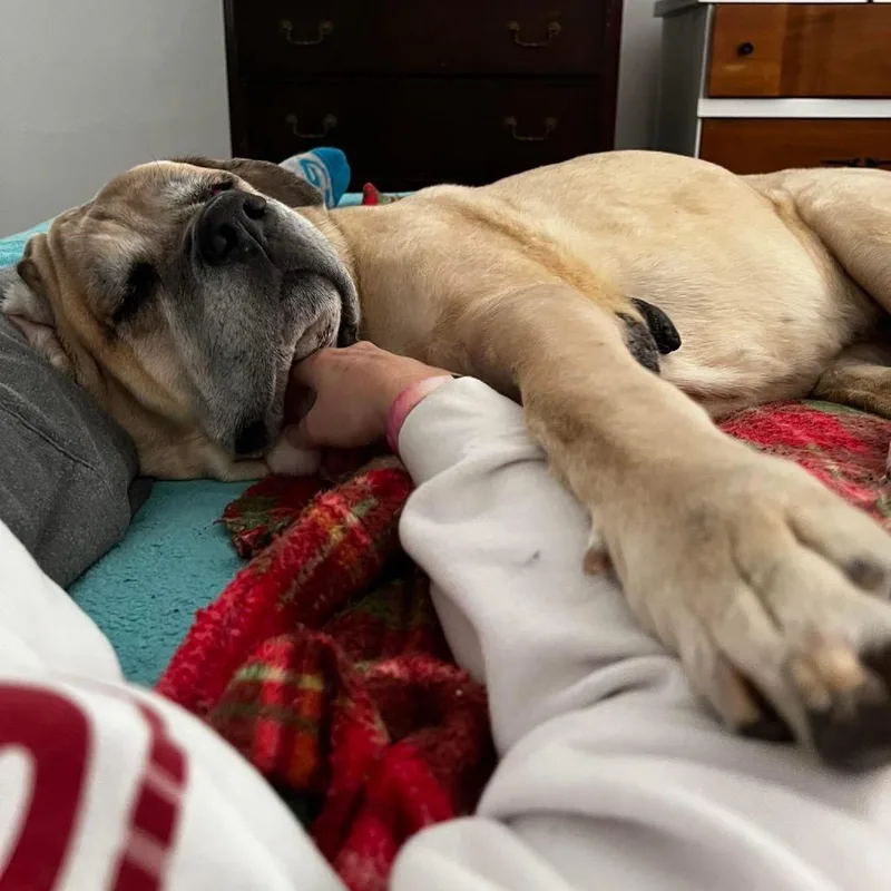 A senior extra large-sized female Cane Corso dog named Kakui for adoption in Crystal, MN
