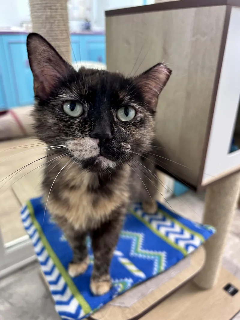 A young medium-sized female Tortoiseshell cat named Tianna for adoption in Grand Rapids, MI