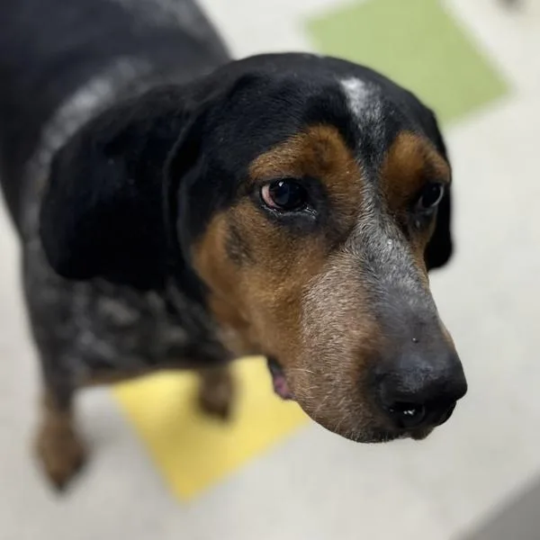 Daisy