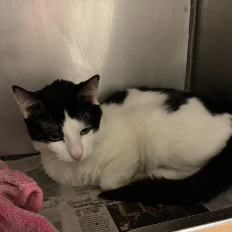 An adult medium-sized male White Domestic Short Hair cat named Butter for adoption in Elizabeth City, NC