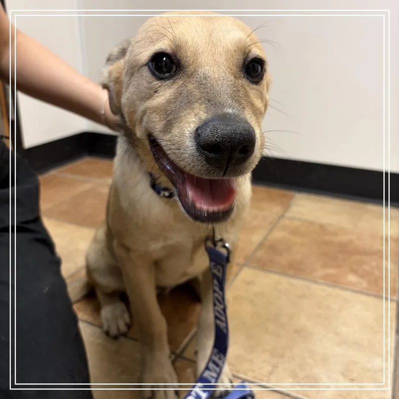 A baby small-sized male Yellow / Tan / Blond / Fawn Labrador Retriever dog named FWT Lambert for adoption in Midland, TX