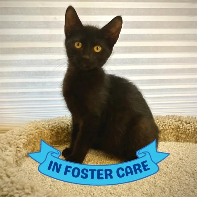 A baby small-sized female Domestic Short Hair cat named Lyla for adoption in Tallahassee, FL