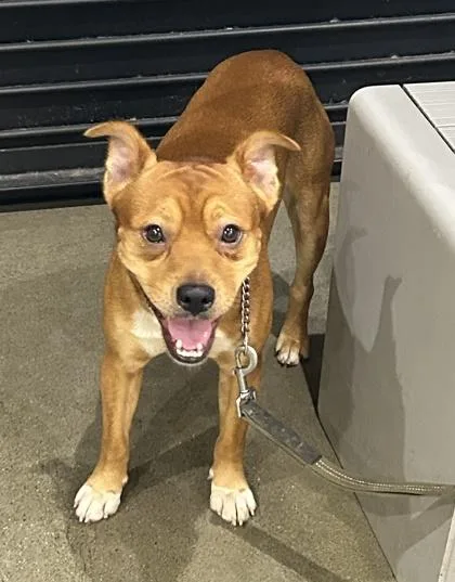 An adult medium-sized male Terrier dog named Dale for adoption in Honolulu, HI