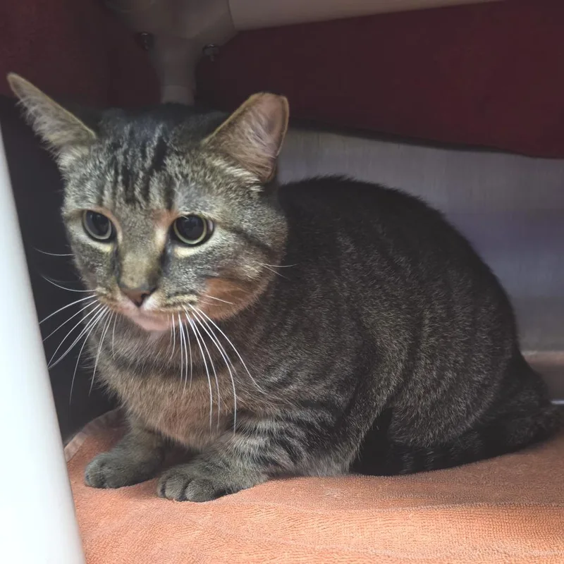 An adult large-sized male Brown / Chocolate Domestic Short Hair cat named Tucker for adoption in Fort Wayne, IN