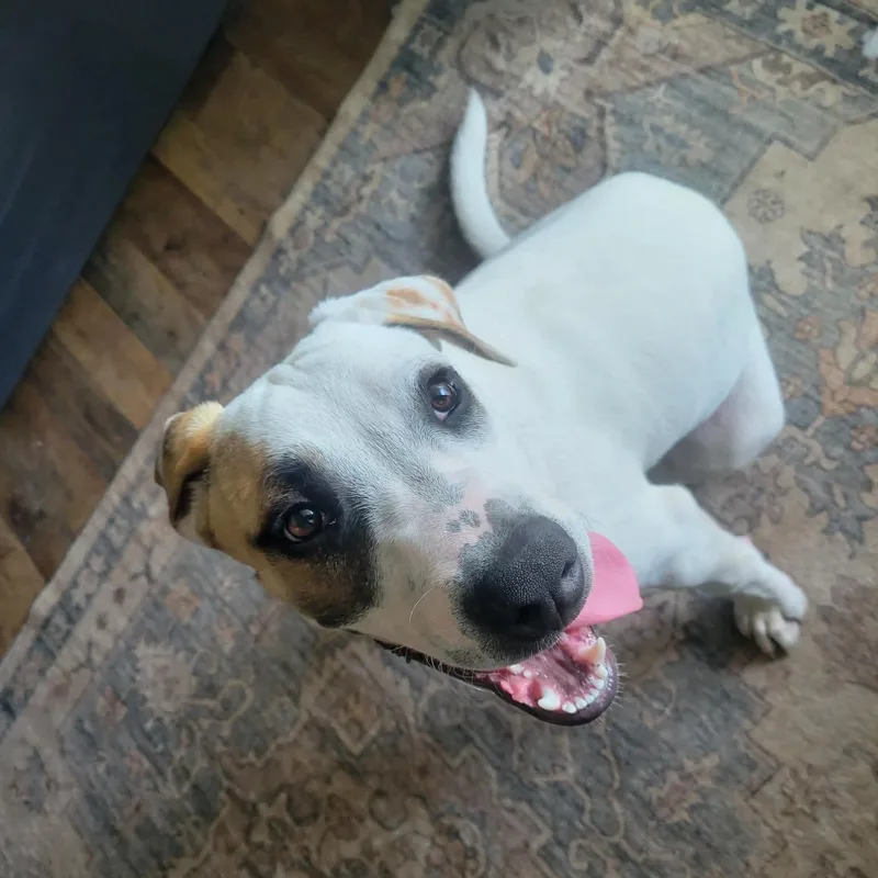A baby medium-sized male Tricolor (Brown, Black, & White) Terrier dog named Wishbone for adoption in Kingsville, TX