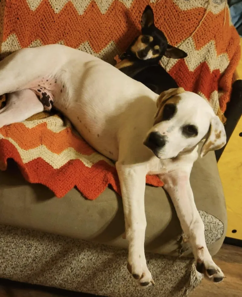 Wishbone thumbnail 5