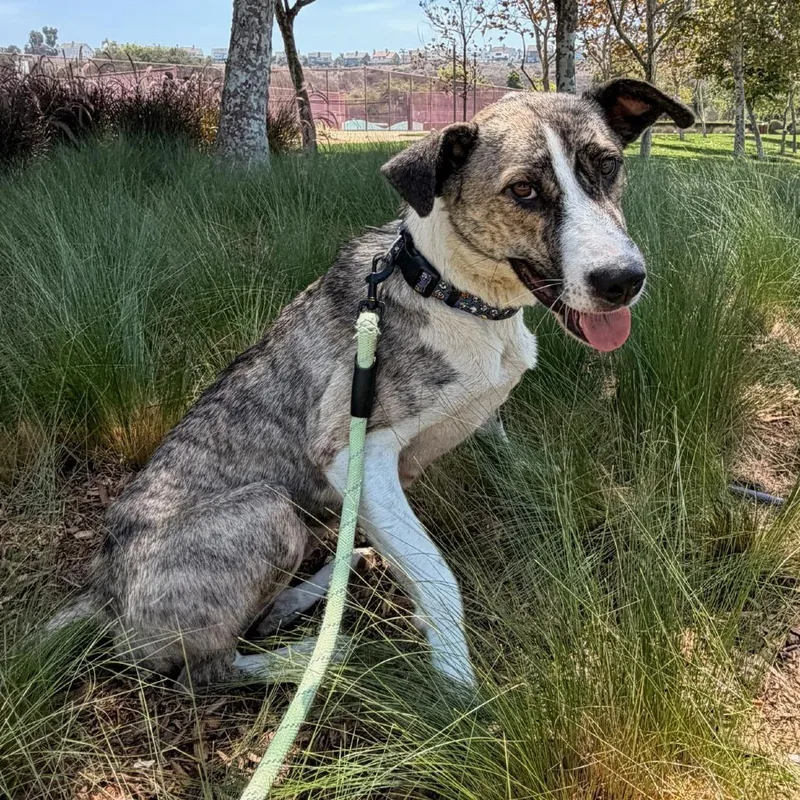 An adult medium-sized female Brindle Mixed Breed dog named Gisele for adoption in Playa Vista, CA