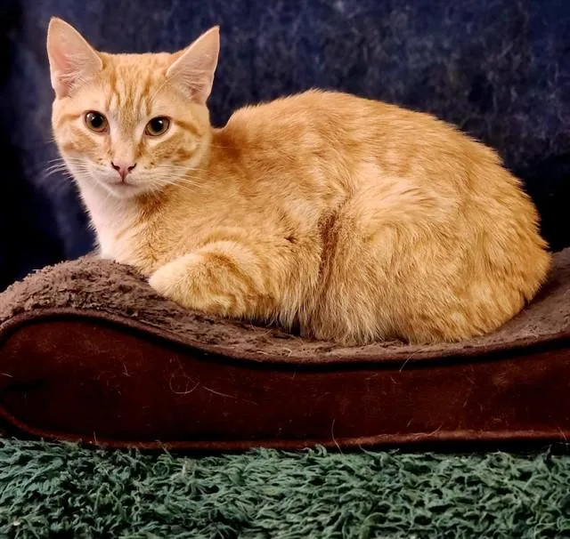 A young medium-sized male Domestic Short Hair cat named Mac And Cheese for adoption in Fairbanks, AK