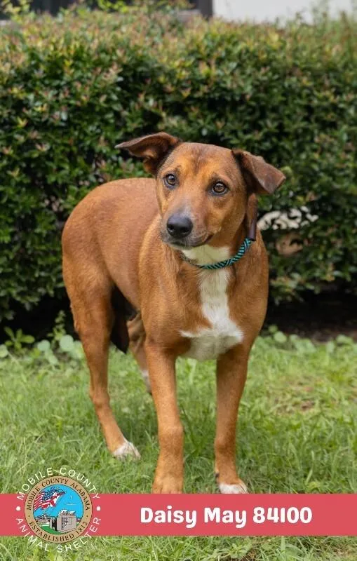 An adult medium-sized female Brown / Chocolate Mixed Breed dog named Daisy May for adoption in Mobile, AL