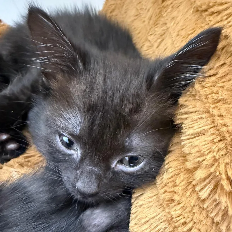 A baby small-sized female Domestic Short Hair cat named Carrot Cake for adoption in Cumming, GA