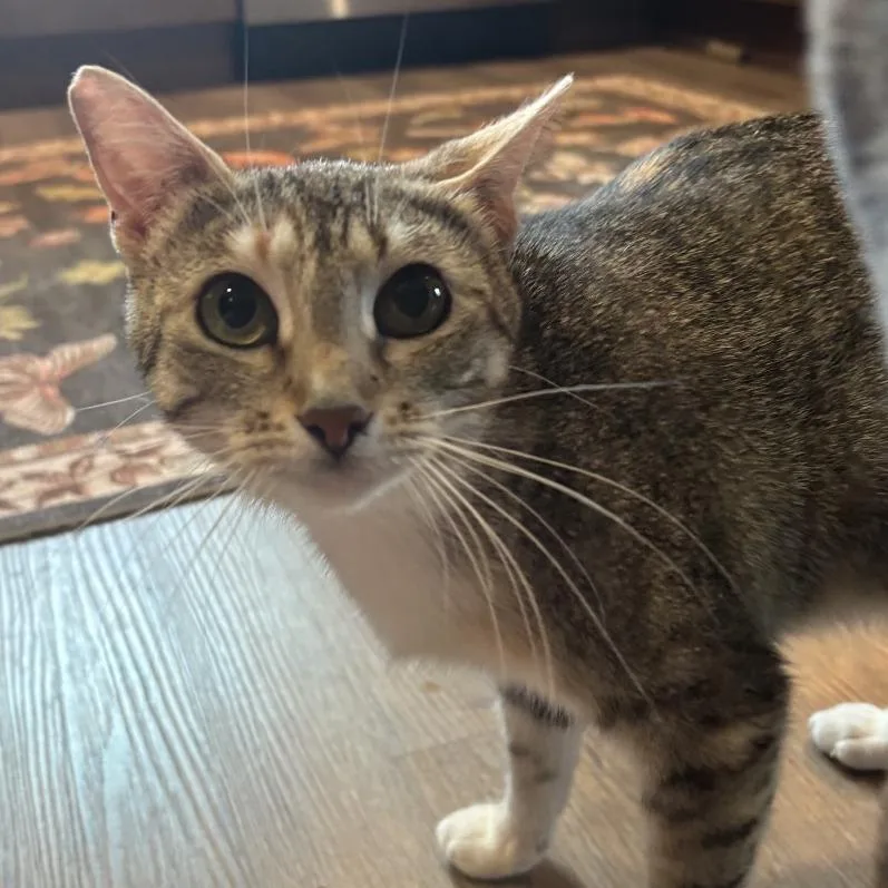 A young medium-sized female Tabby (Brown / Chocolate) Domestic Short Hair cat named Pax for adoption in Chattanooga, TN