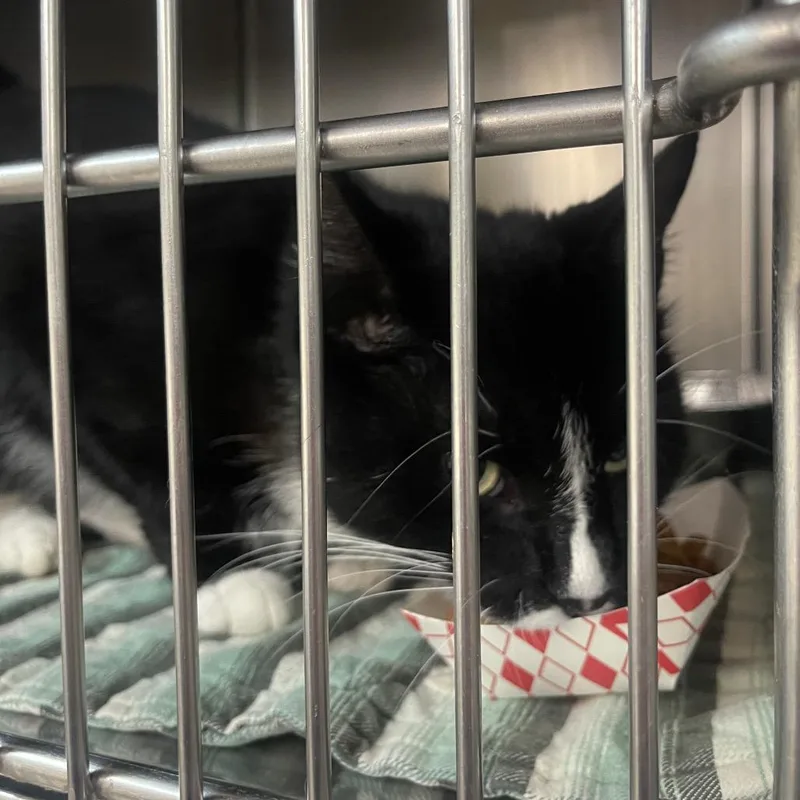 A baby small-sized male Domestic Short Hair cat named Dudley for adoption in Newark, NJ