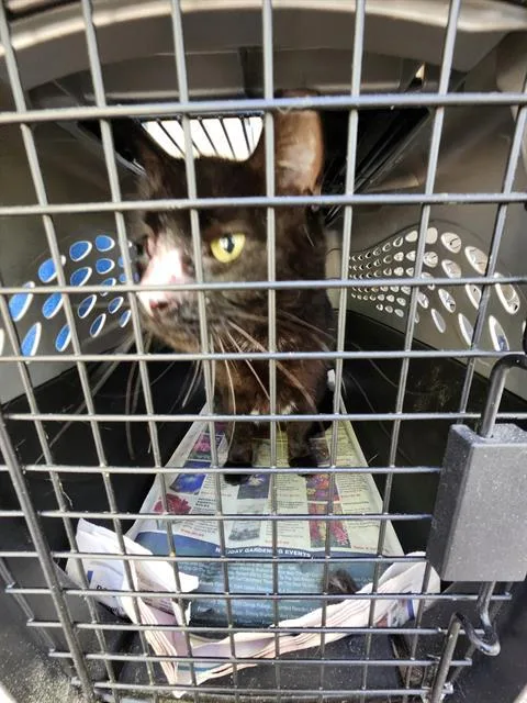 An adult small-sized female Domestic Short Hair cat named Jinx for adoption in San Antonio, TX