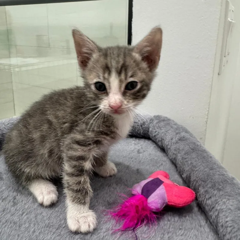 A baby small-sized male Gray / Blue / Silver Domestic Short Hair cat named Stark for adoption in Fort Lauderdale, FL