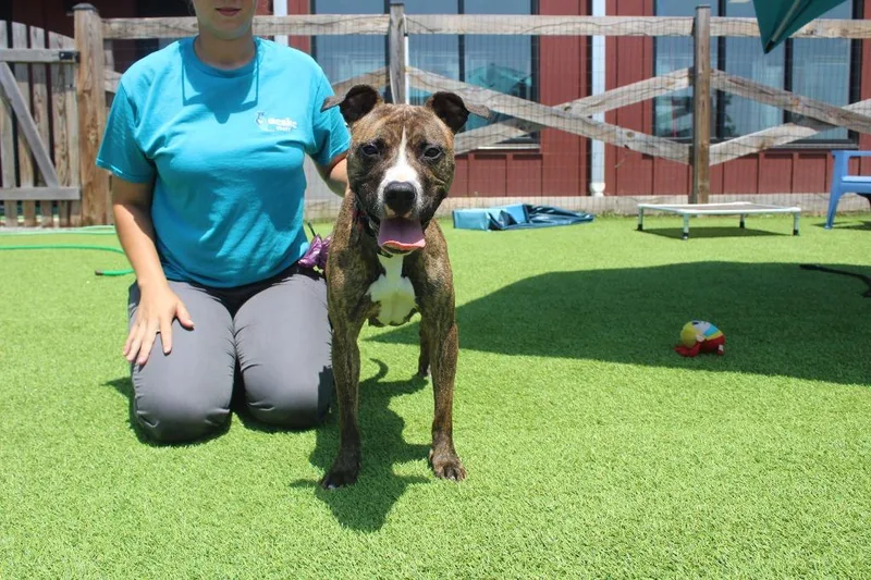 An adult medium-sized female Brindle Pit Bull Terrier dog named Button for adoption in Chestertown, MD