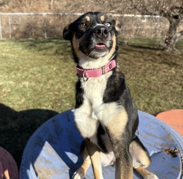 An adult medium-sized female Gordon Setter dog named Missy for adoption in Sioux City, IA