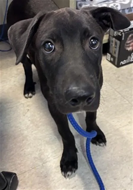 A baby medium-sized male Labrador Retriever dog named Freddy A for adoption in Plano, TX