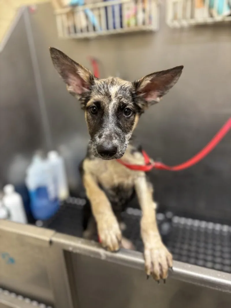 A baby small-sized female German Shepherd Dog dog named Athena for adoption in Texas City, TX