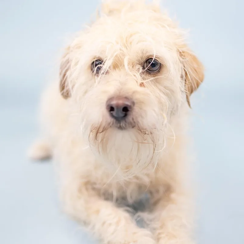 An adult small-sized female White / Cream Terrier dog named Emerald for adoption in Portland, OR