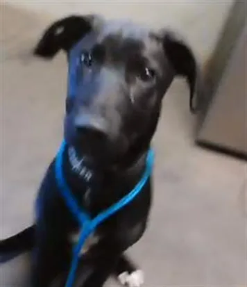 A baby small-sized female German Shepherd Dog dog named Ellie for adoption in Tulsa, OK