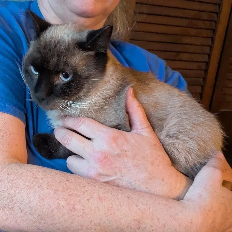 A young medium-sized male Seal Point Siamese cat named Abner for adoption in Fairborn, OH