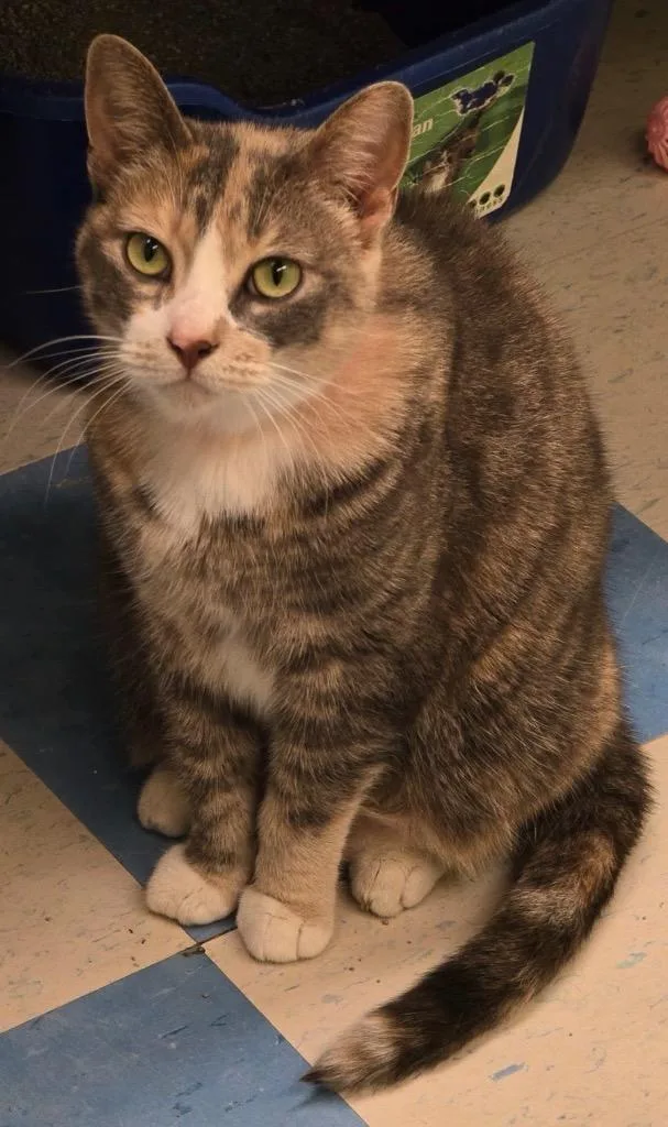 An adult medium-sized female Domestic Short Hair cat named Suki for adoption in Muskegon, MI
