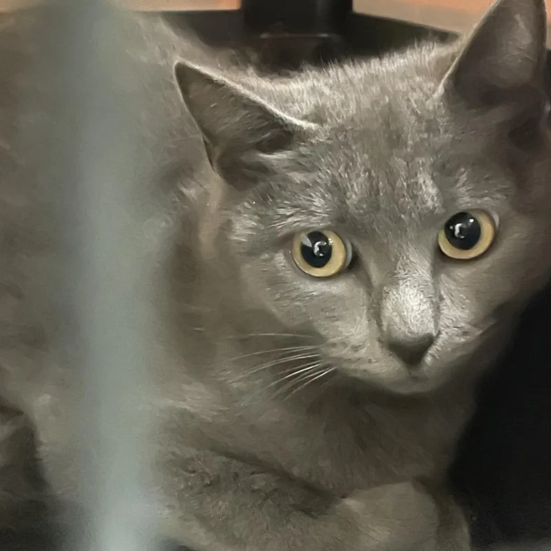 An adult medium-sized female Gray / Blue / Silver Domestic Short Hair cat named Marsai for adoption in Lynchburg, VA