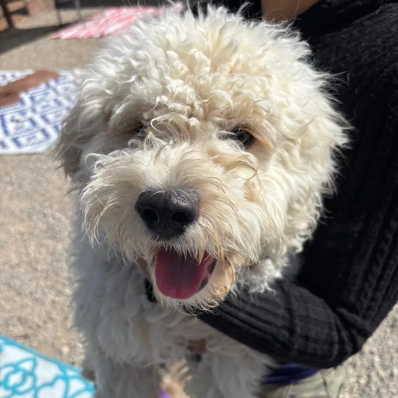 A young medium-sized male Poodle dog named Pudding for adoption in Sonoma, CA