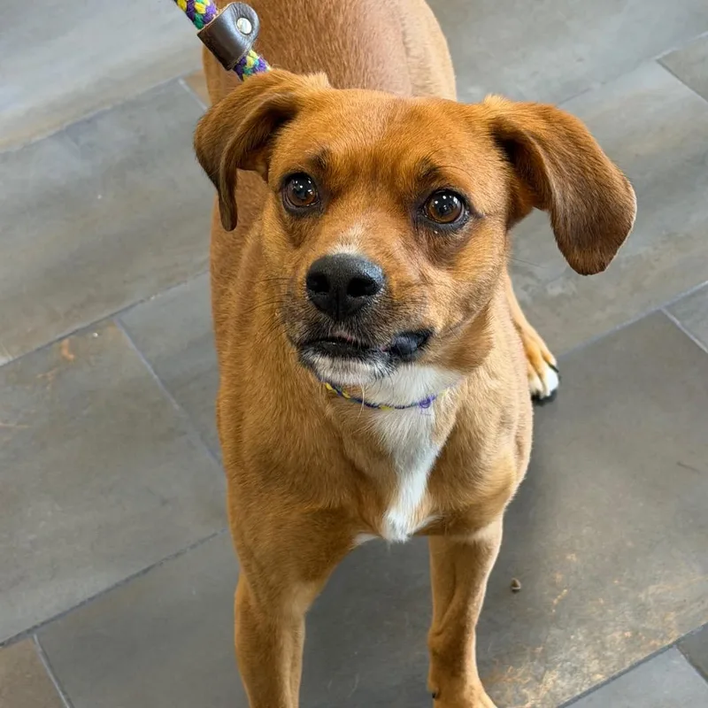 Thimble  Cute Little thumbnail 2