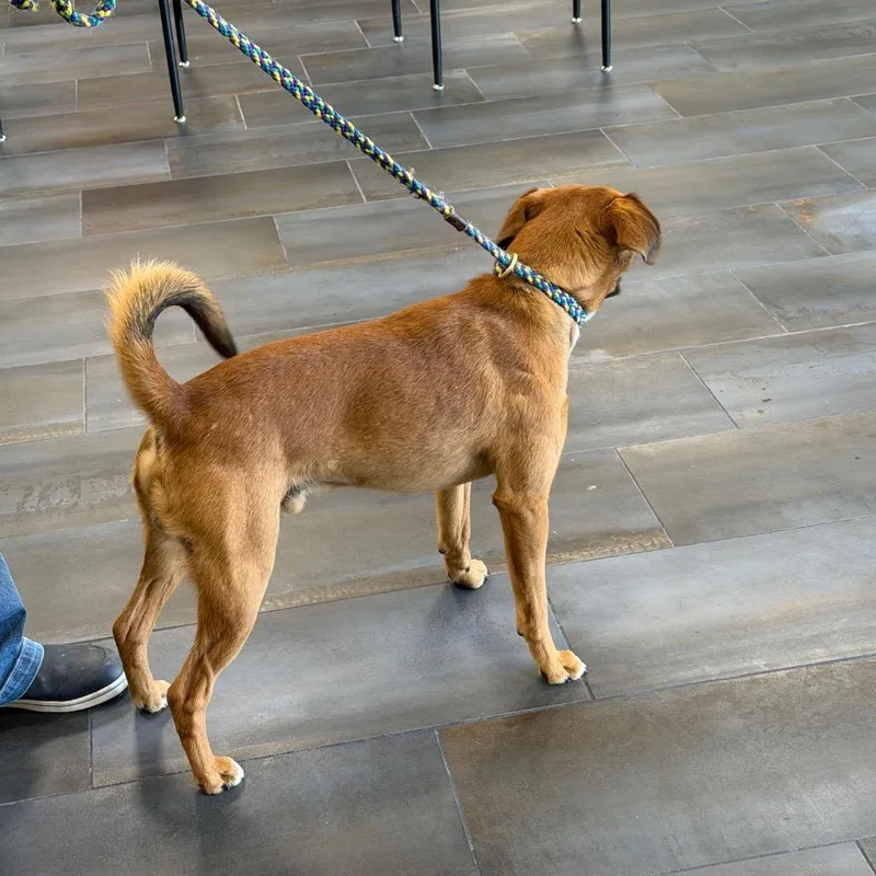 Thimble  Cute Little thumbnail 3