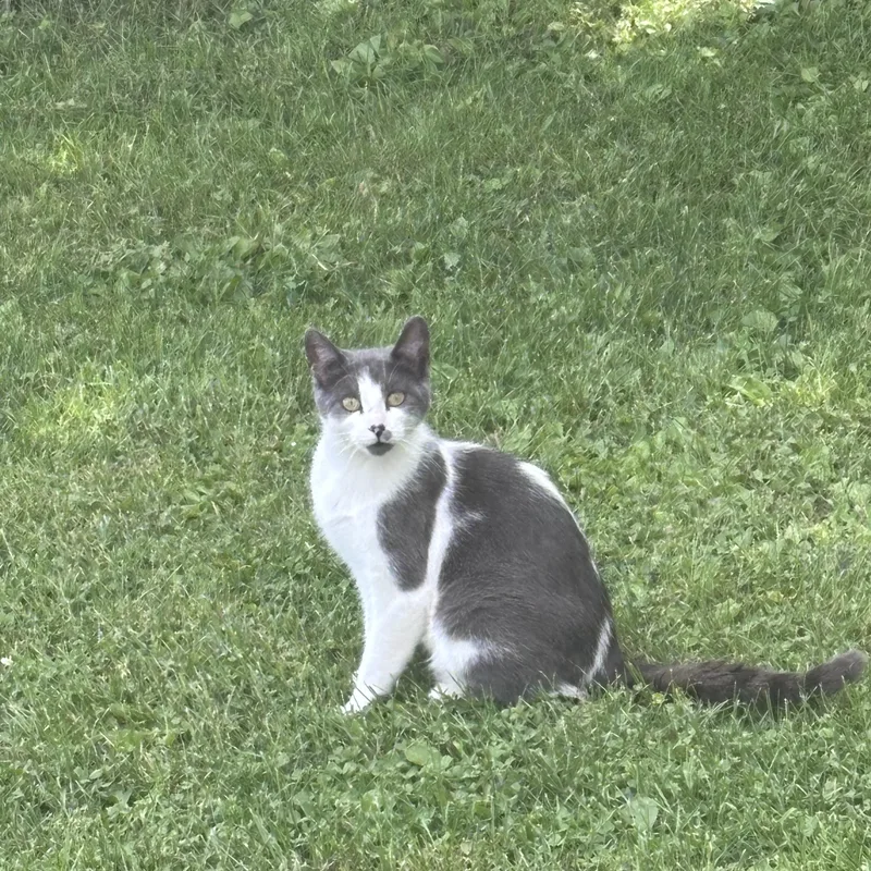 An adult medium-sized female Gray & White Domestic Short Hair cat named Bianca for adoption in GALESVILLE, WI