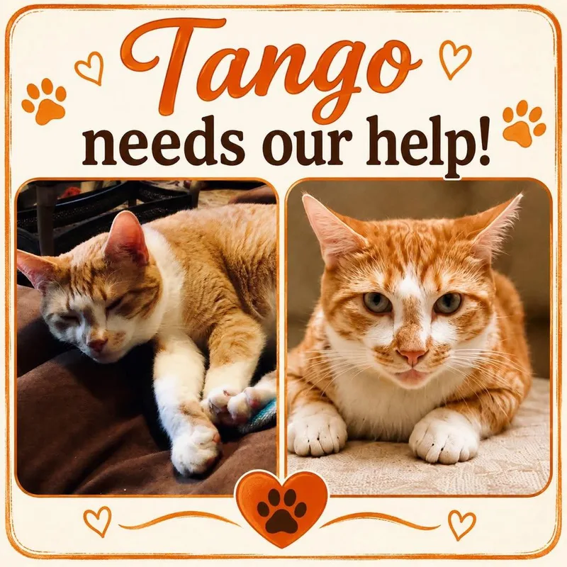 Tango thumbnail 3