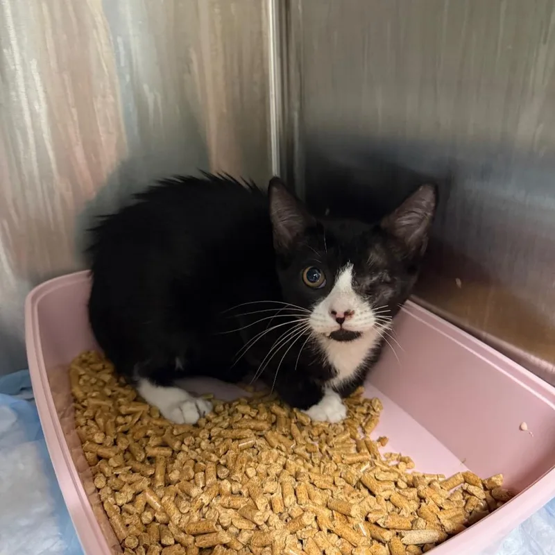 A baby small-sized male Black Domestic Short Hair cat named Ludwig for adoption in Port Richey, FL