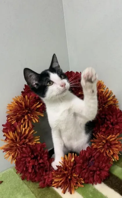 A baby medium-sized male Domestic Short Hair cat named Woody for adoption in Picayune, MS