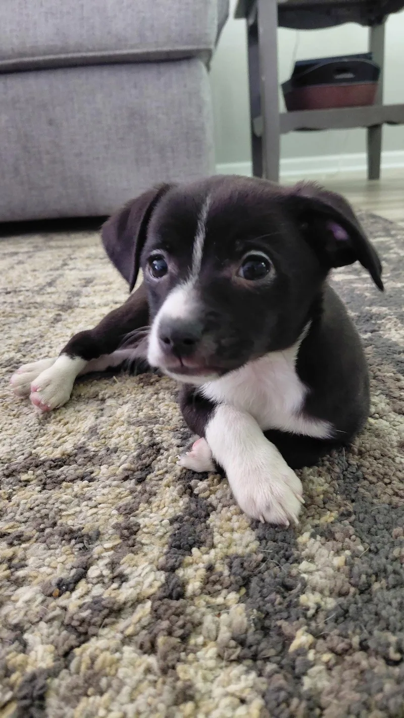 A baby small-sized male Chihuahua dog named Wilbur for adoption in Fort Wayne, IN
