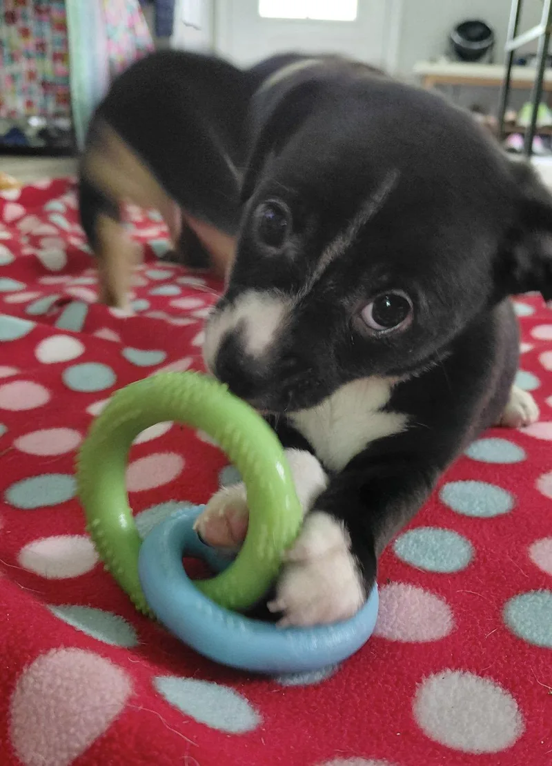 Wilbur thumbnail 3