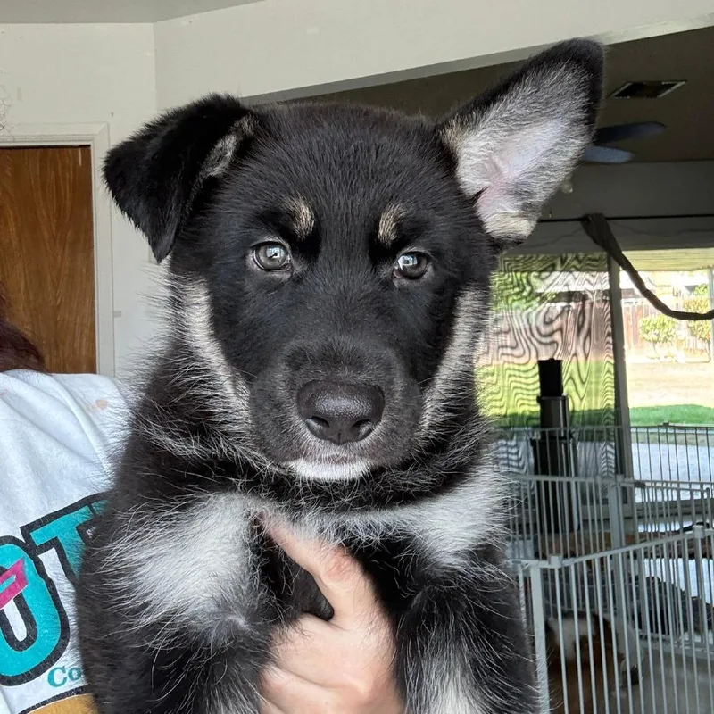 A baby large-sized female Black German Shepherd Dog dog named Blissey for adoption in Fresno, CA